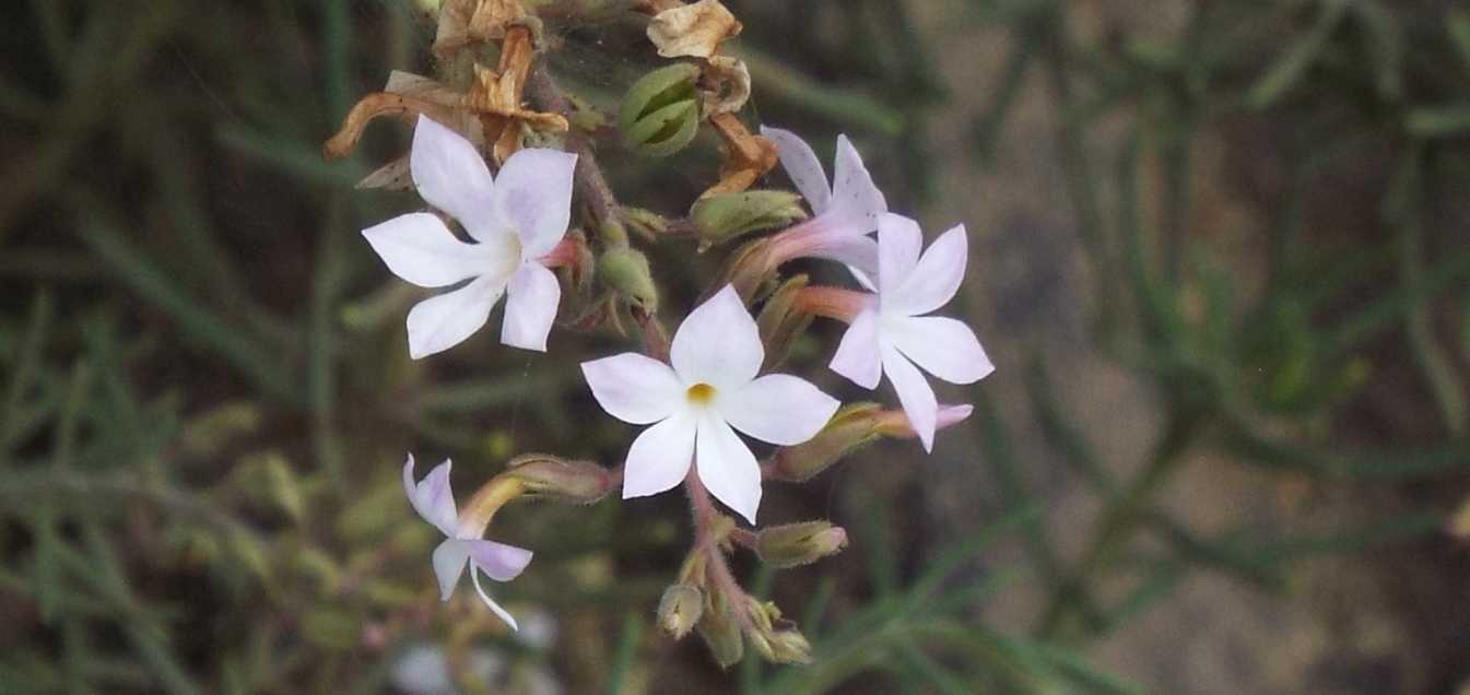 Da La Gomera (Canarie): Campylanthus salsoloides (Plantaginaceae)