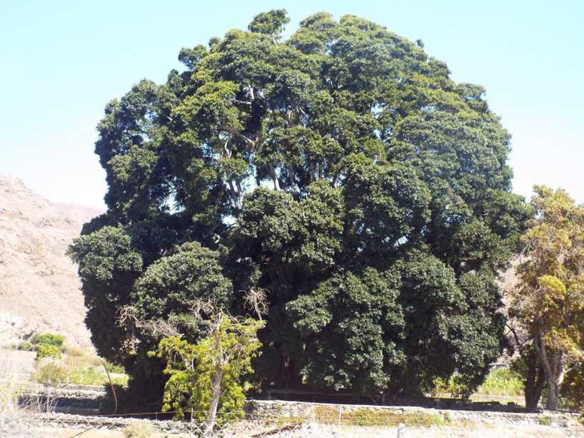 Da La Gomera (Canarie): Apollonias barbujana (Lauraceae)