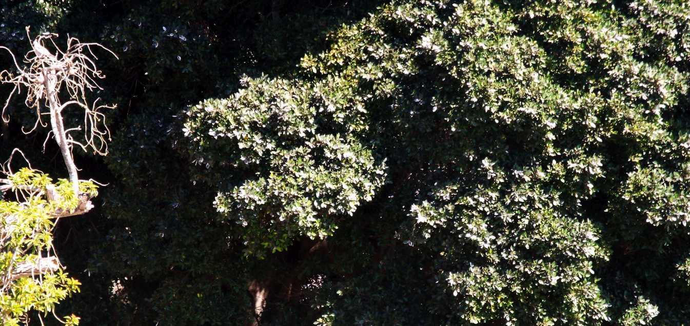 Da La Gomera (Canarie): Apollonias barbujana (Lauraceae)