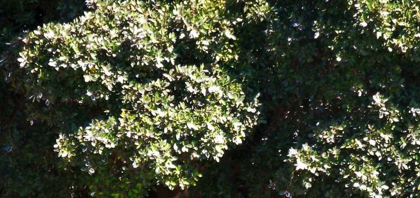Da La Gomera (Canarie): Apollonias barbujana (Lauraceae)