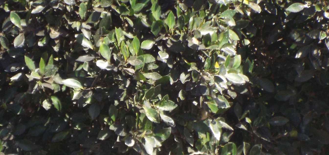 Da La Gomera (Canarie): Apollonias barbujana (Lauraceae)