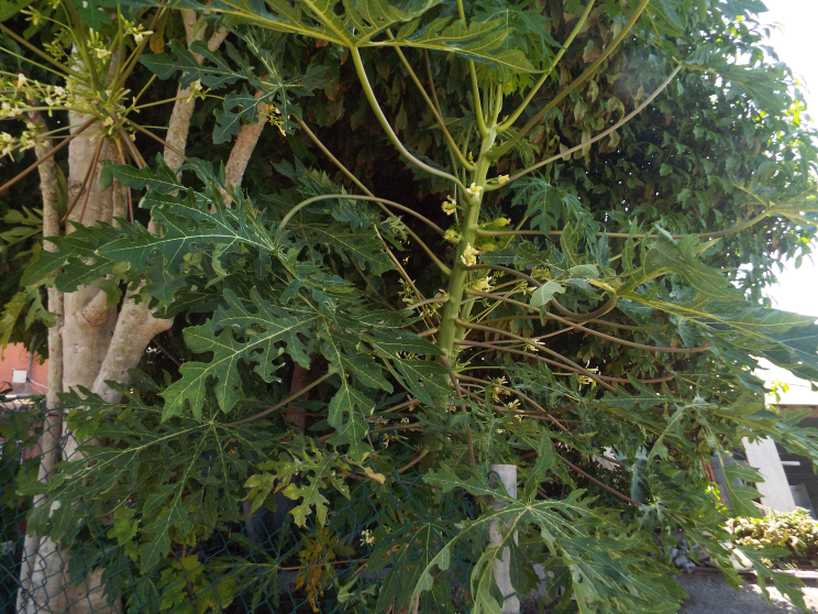 Da La Gomera (Canarie):  cv. di Carica papaya (Caricaceae)♂♀
