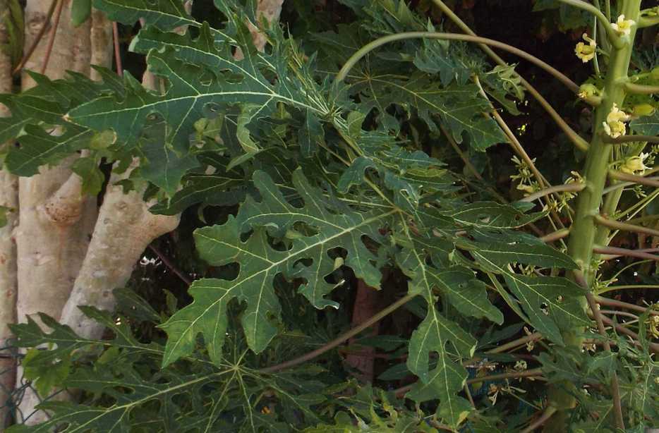 Da La Gomera (Canarie):  cv. di Carica papaya (Caricaceae)♂♀