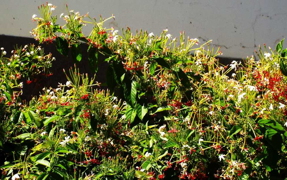Da La Gomera (Canarie): Combretum indicum (= Quisqualis indica) (Combretaceae)