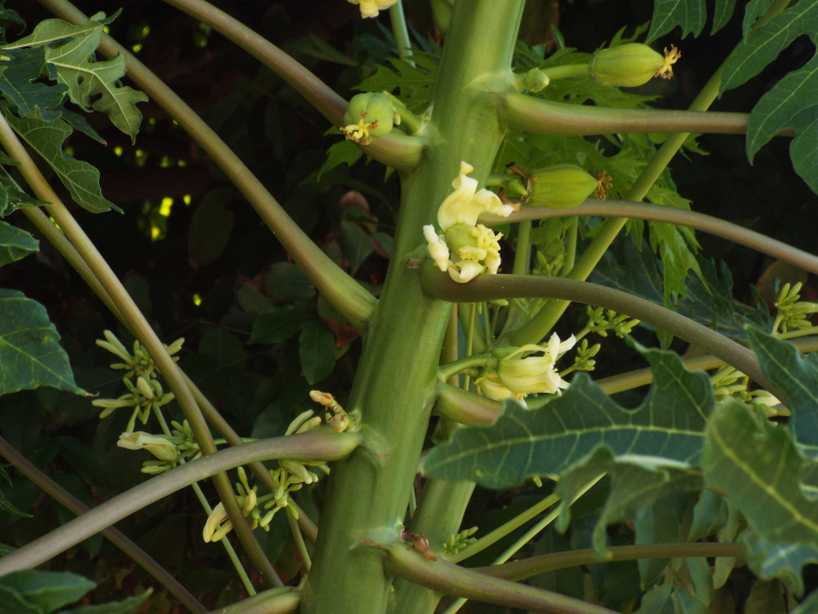 Da La Gomera (Canarie):  cv. di Carica papaya (Caricaceae)♂♀