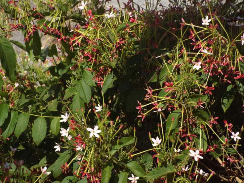 Da La Gomera (Canarie): Combretum indicum (= Quisqualis indica) (Combretaceae)