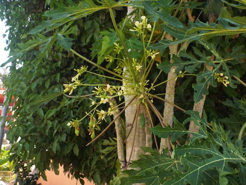 Da La Gomera (Canarie):  cv. di Carica papaya (Caricaceae)♂♀