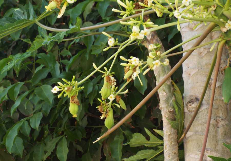 Da La Gomera (Canarie):  cv. di Carica papaya (Caricaceae)♂♀