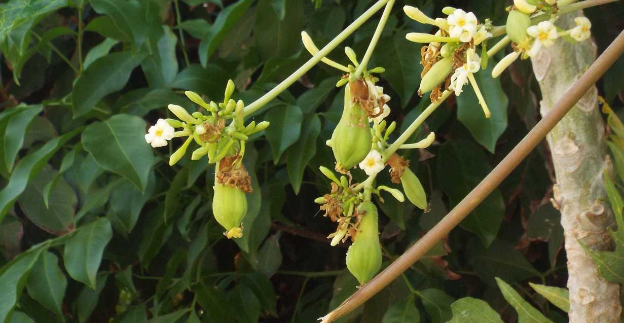 Da La Gomera (Canarie):  cv. di Carica papaya (Caricaceae)♂♀