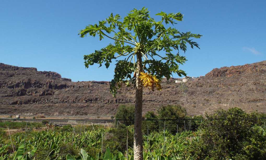 Da La Gomera (Canarie): cv. di Carica papaya (Caricaceae)