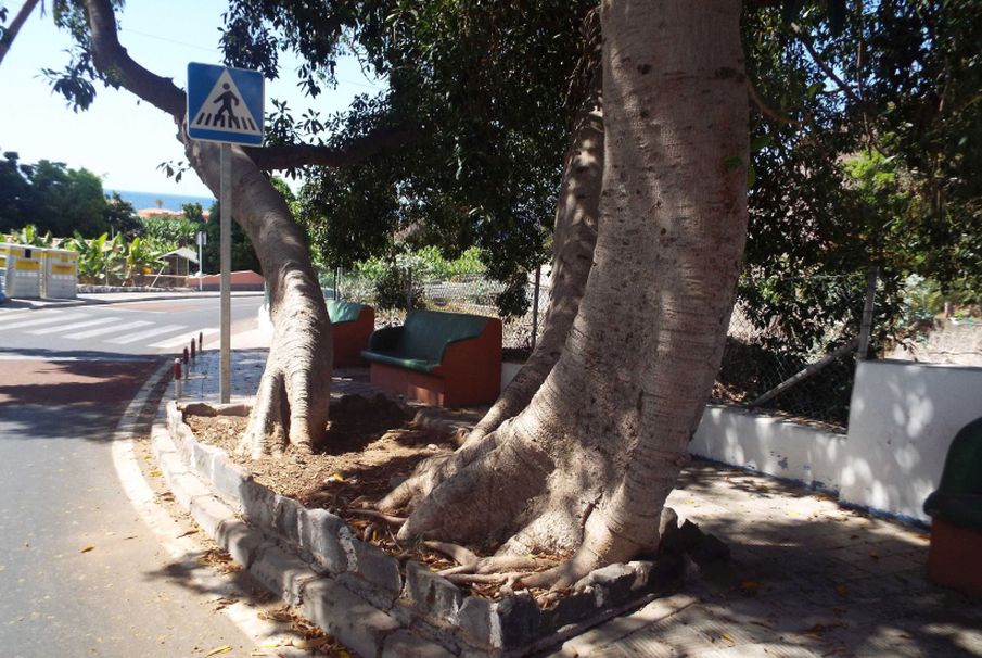 Da La Gomera (Canarie): Ficus elastica?  S !