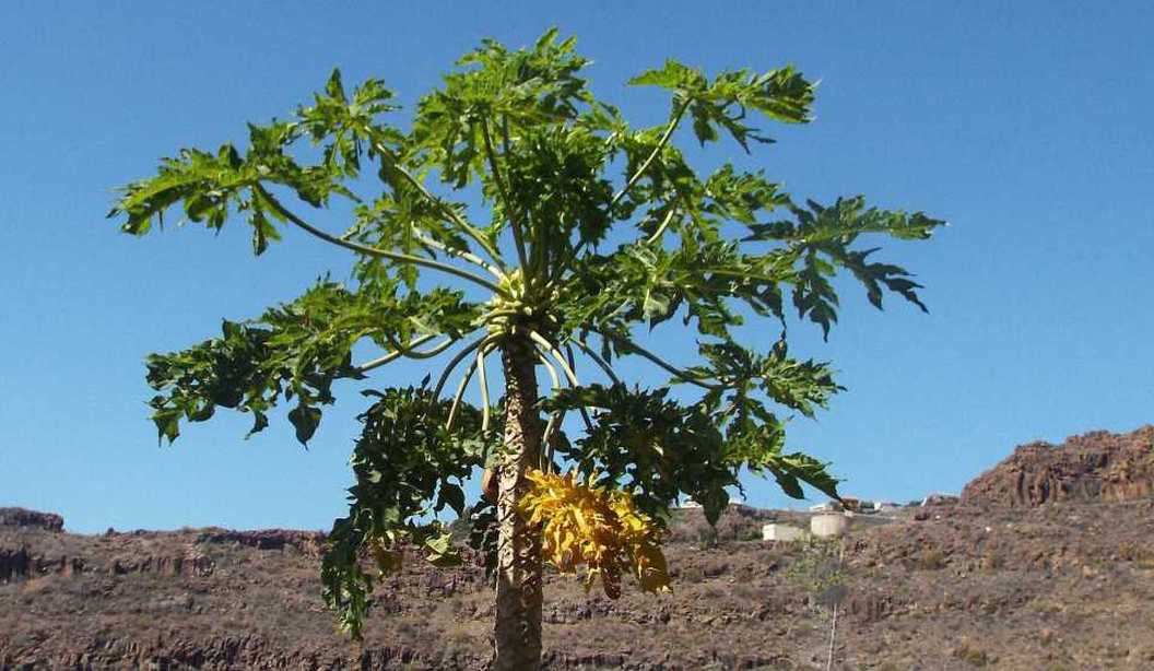 Da La Gomera (Canarie): cv. di Carica papaya (Caricaceae)