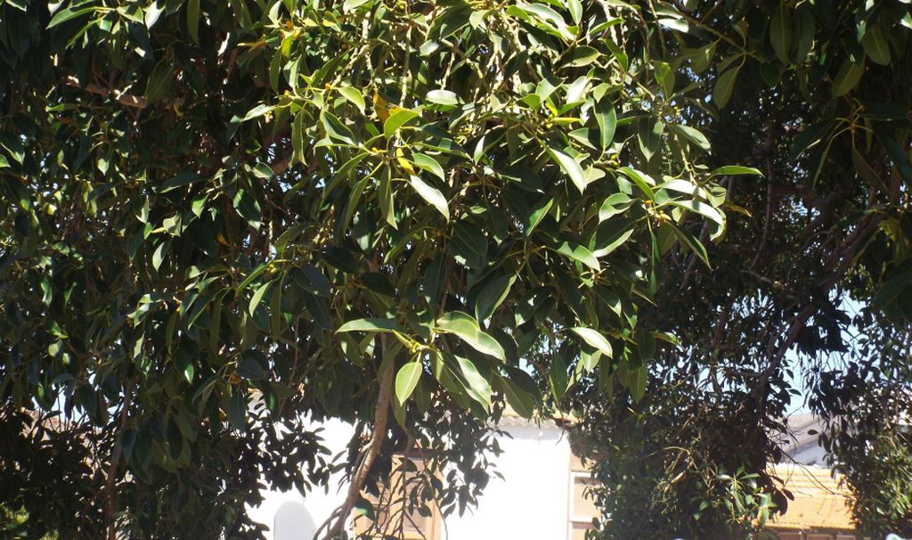 Da La Gomera (Canarie): Ficus elastica?  S !