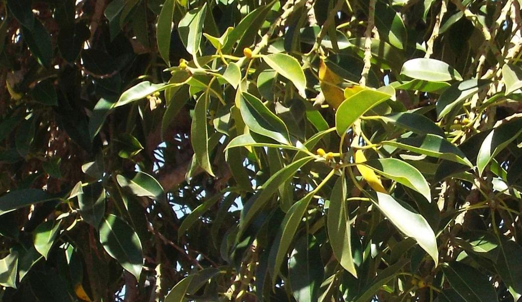 Da La Gomera (Canarie): Ficus elastica?  S !