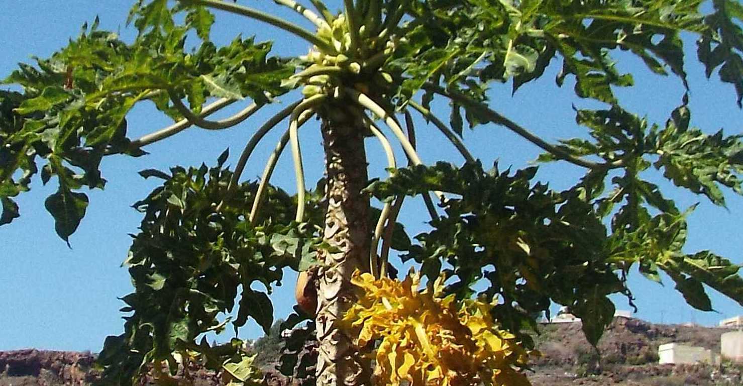 Da La Gomera (Canarie): cv. di Carica papaya (Caricaceae)