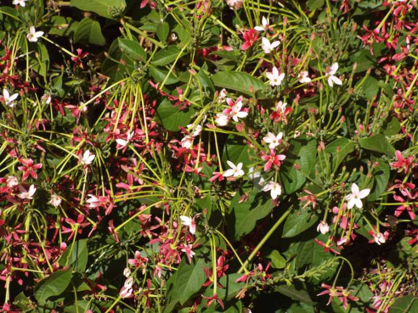 Da La Gomera (Canarie): Combretum indicum (= Quisqualis indica) (Combretaceae)