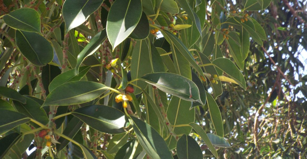 Da La Gomera (Canarie): Ficus elastica?  S !