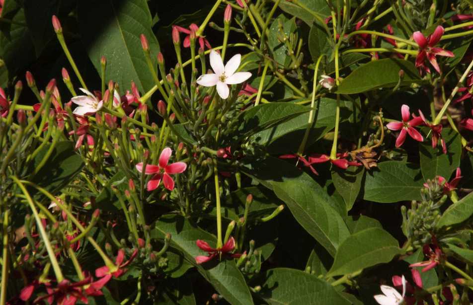 Da La Gomera (Canarie): Combretum indicum (= Quisqualis indica) (Combretaceae)