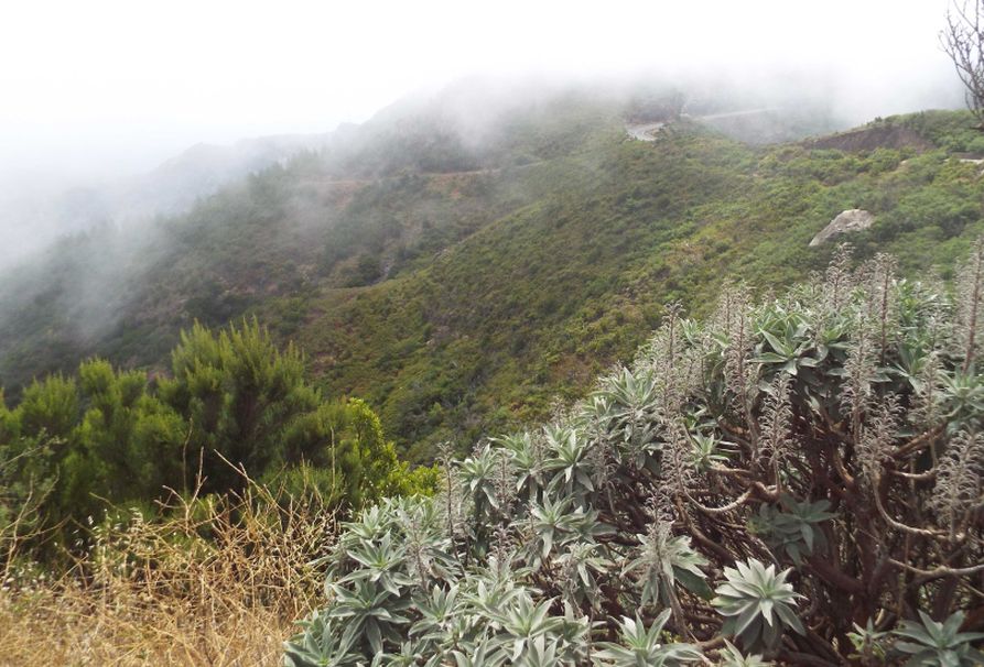 Da La Gomera (Canarie): Echium acanthocarpum (Boraginaceae)