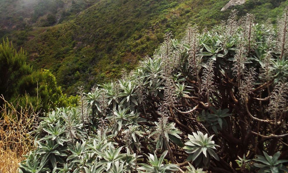Da La Gomera (Canarie): Echium acanthocarpum (Boraginaceae)