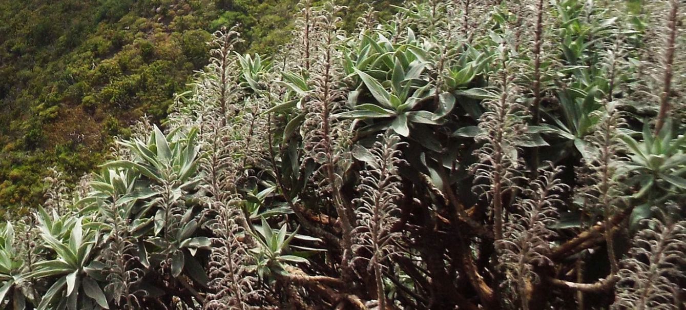 Da La Gomera (Canarie): Echium acanthocarpum (Boraginaceae)