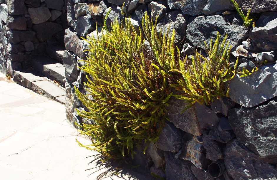 Da La Gomera (Canarie): Nephrolepis cordifolia