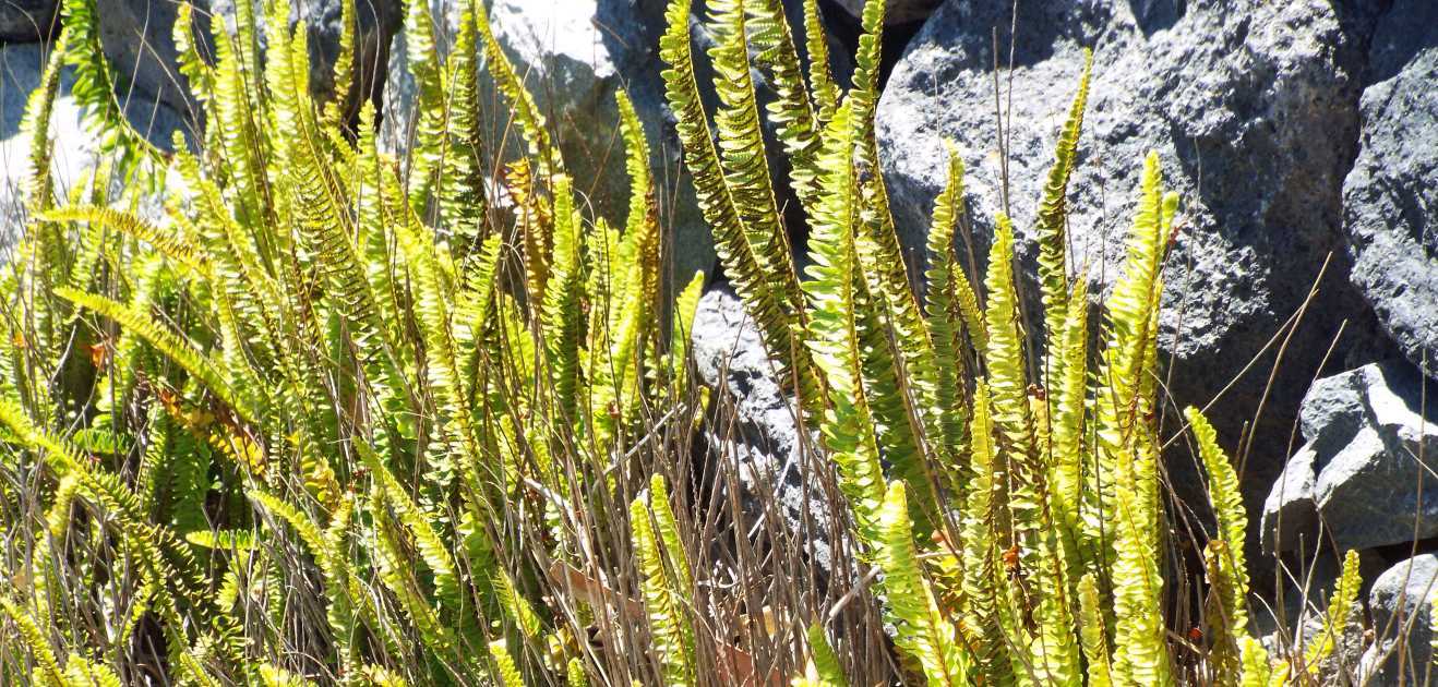 Da La Gomera (Canarie): Nephrolepis cordifolia