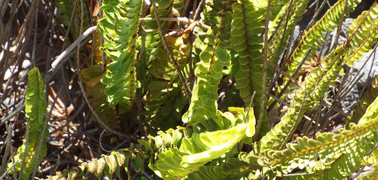 Da La Gomera (Canarie): Nephrolepis cordifolia