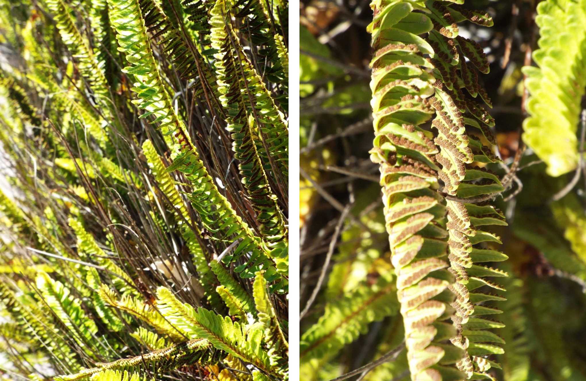 Da La Gomera (Canarie): Nephrolepis cordifolia