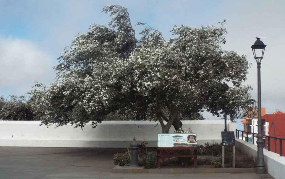 Da La Gomera (Canarie):  CFR: Aleurites moluccanus (Euphorbiaceae)