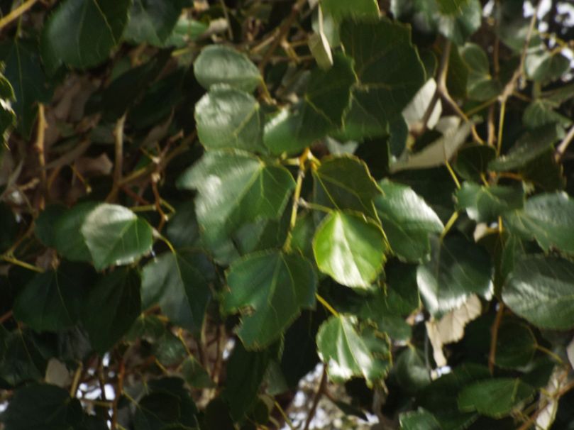 Da La Gomera (Canarie):  CFR: Aleurites moluccanus (Euphorbiaceae)