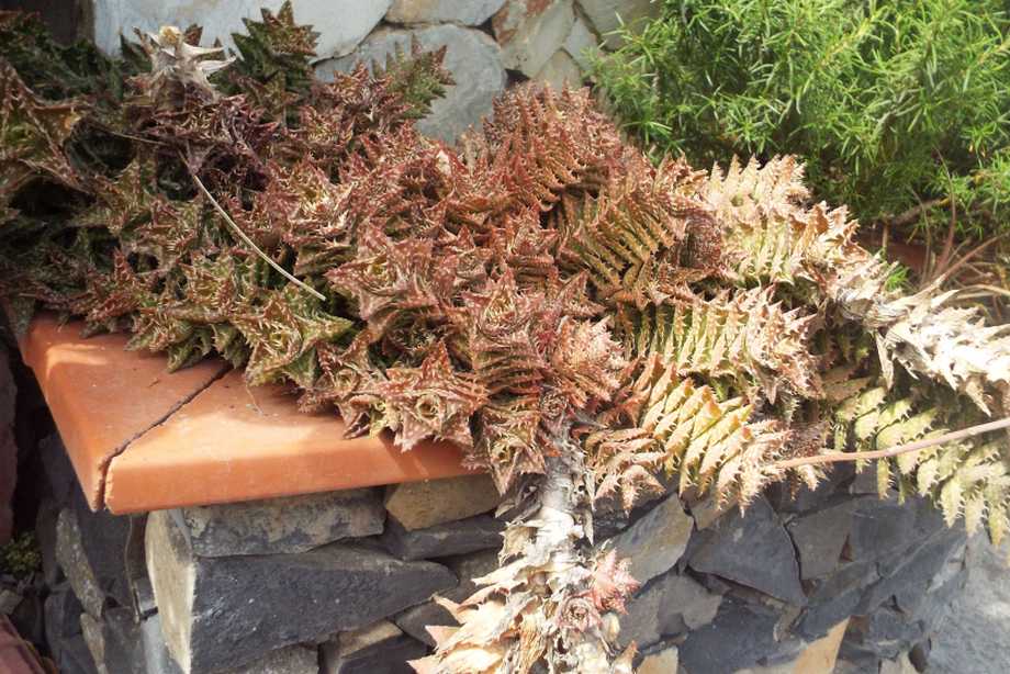 Da La Gomera (Canarie): Crassulacea?  No, Aloe juvenna   (Xanthorrhoeaceae)