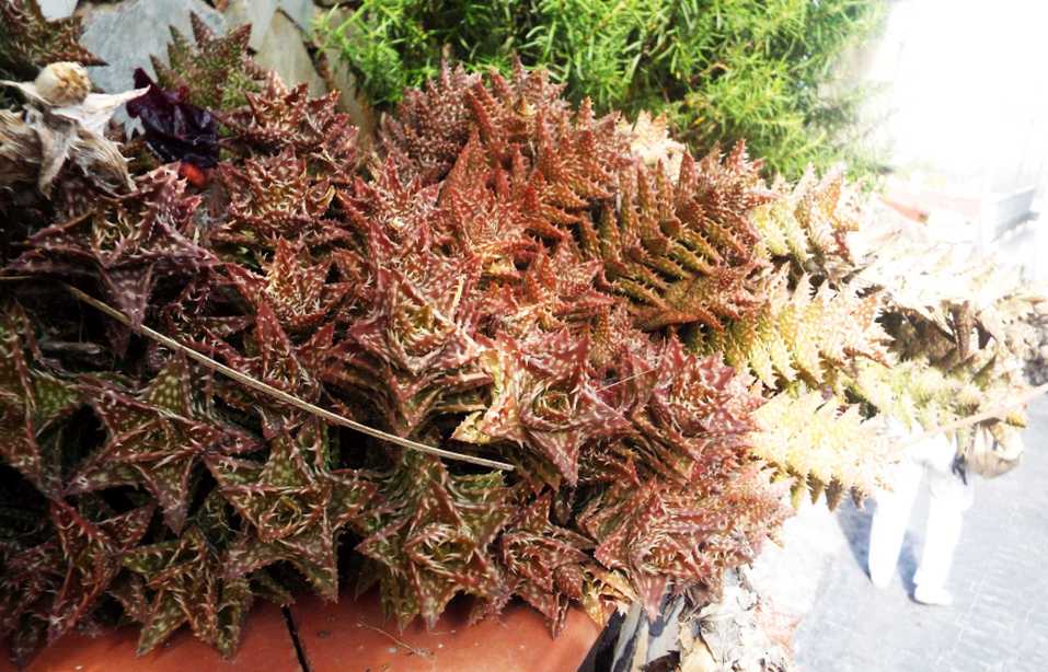 Da La Gomera (Canarie): Crassulacea?  No, Aloe juvenna   (Xanthorrhoeaceae)