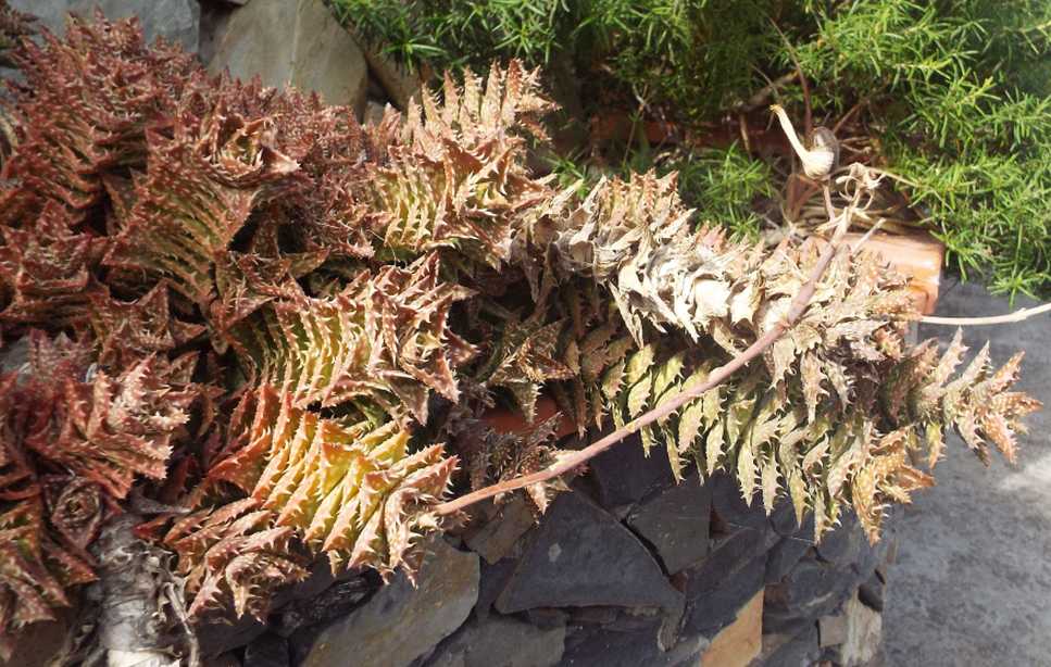 Da La Gomera (Canarie): Crassulacea?  No, Aloe juvenna   (Xanthorrhoeaceae)