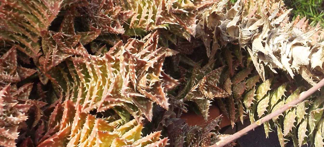 Da La Gomera (Canarie): Crassulacea?  No, Aloe juvenna   (Xanthorrhoeaceae)