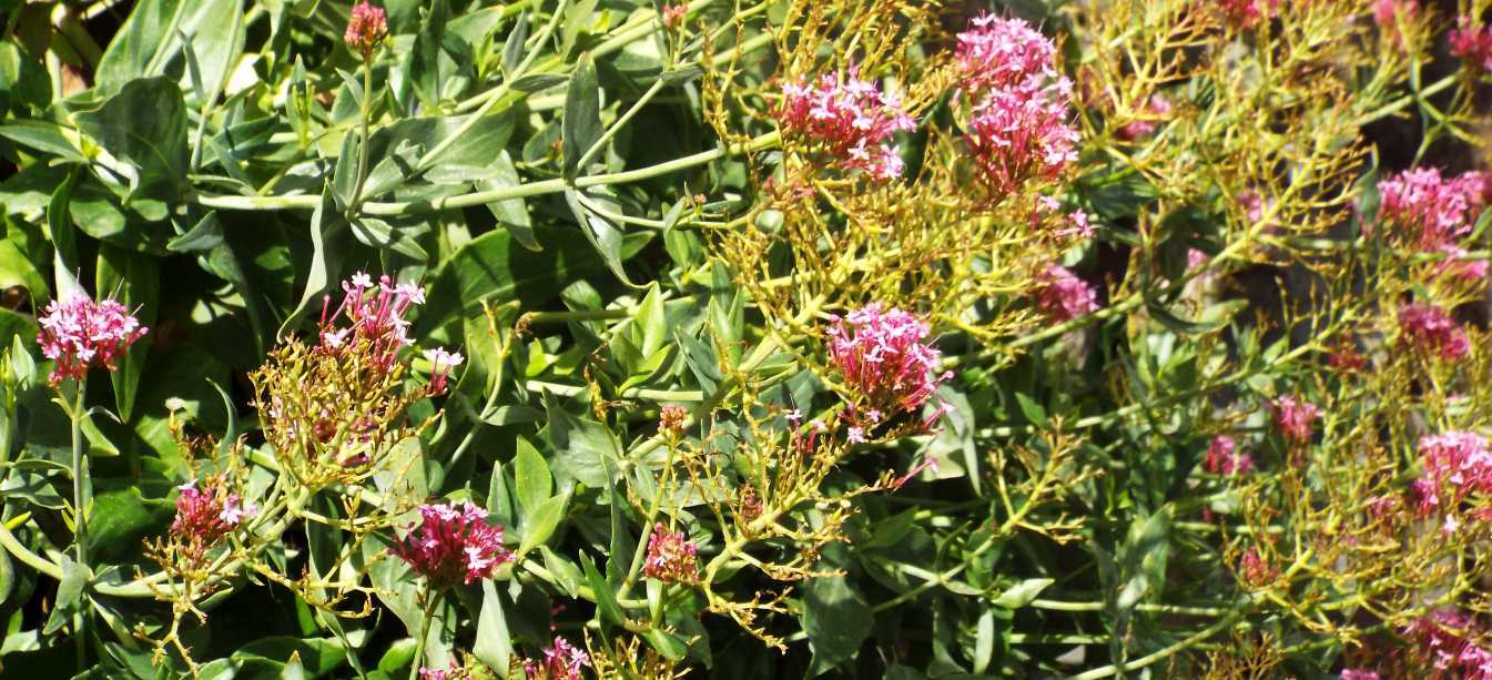Da La Gomera (Canarie): Centranthus ruber (Valerianaceae)