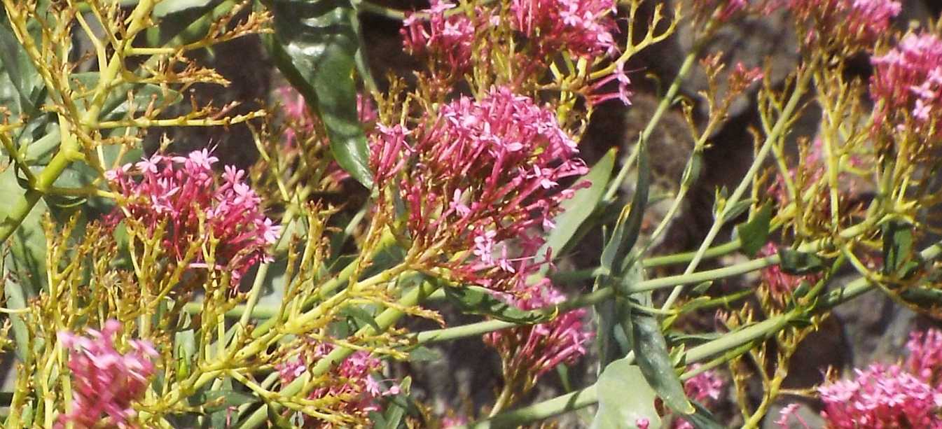 Da La Gomera (Canarie): Centranthus ruber (Valerianaceae)