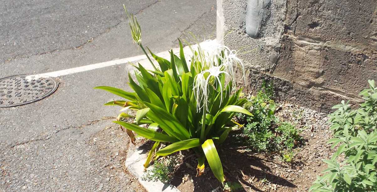 Da La Gomera (Canarie): Hymenocallis tubiflora (Amaryllidaceae)