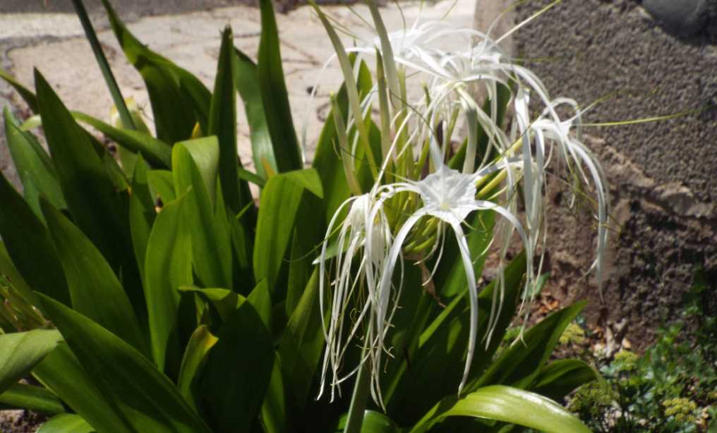 Da La Gomera (Canarie): Hymenocallis tubiflora (Amaryllidaceae)