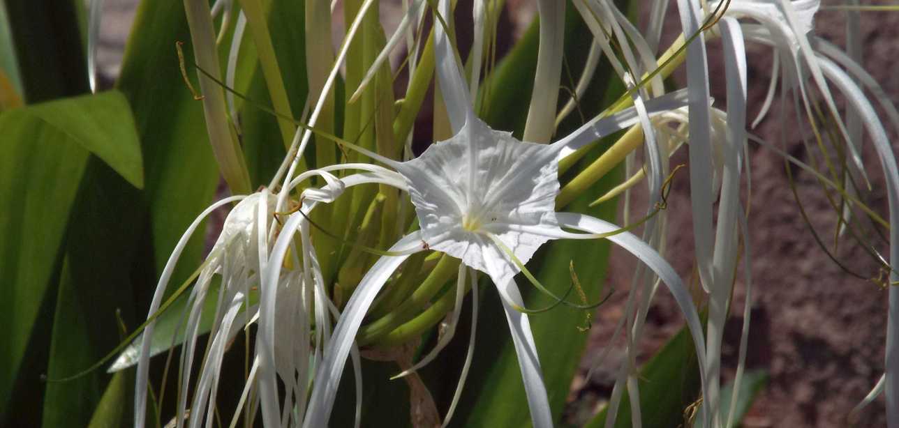 Da La Gomera (Canarie): Hymenocallis tubiflora (Amaryllidaceae)