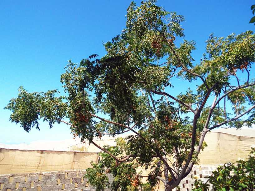 Da La Gomera (Canarie):  Melia azedarach (Meliaceae)