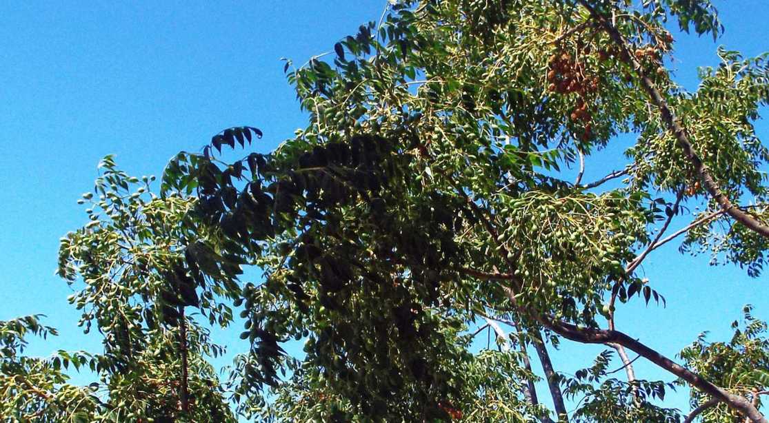 Da La Gomera (Canarie):  Melia azedarach (Meliaceae)