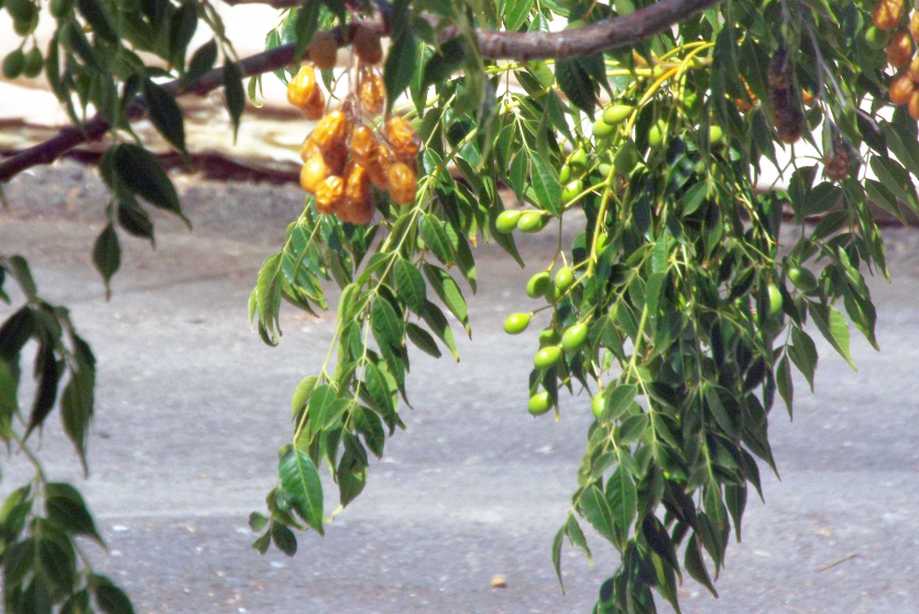 Da La Gomera (Canarie):  Melia azedarach (Meliaceae)