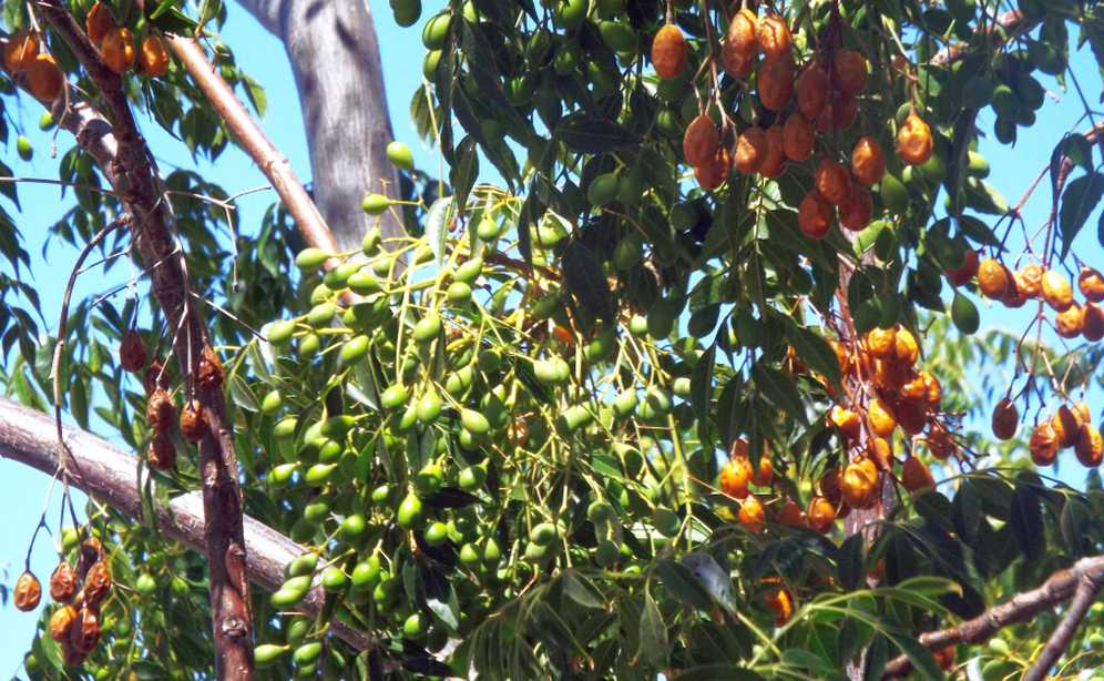 Da La Gomera (Canarie):  Melia azedarach (Meliaceae)