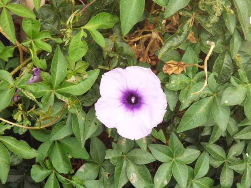 Da La Gomera (Canarie): Ipomoea cairica (Convolvulaceae)