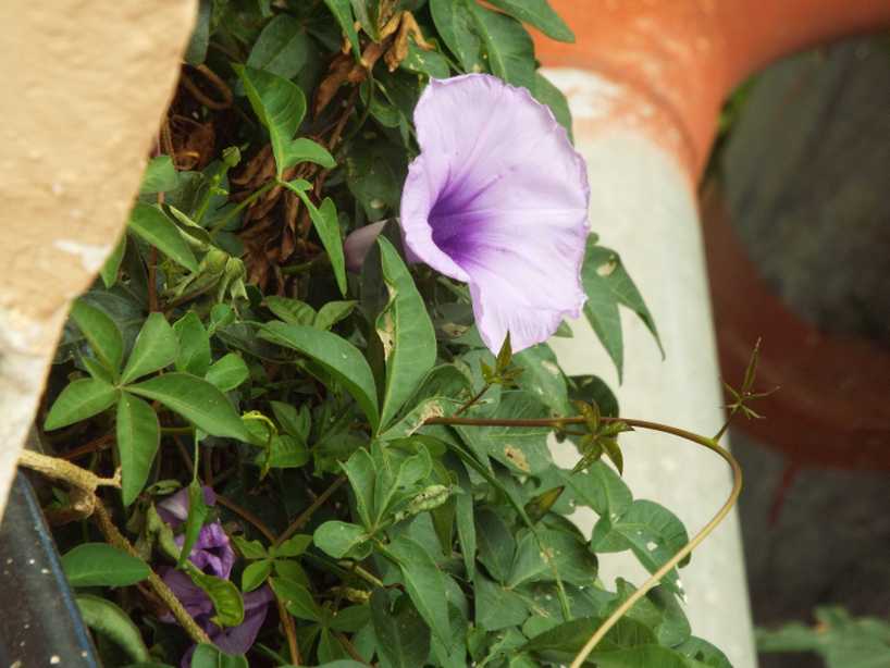 Da La Gomera (Canarie): Ipomoea cairica (Convolvulaceae)