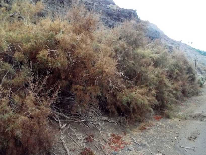 Da La Gomera (Canarie): Tamerici?  S, Tamarix canariensis
