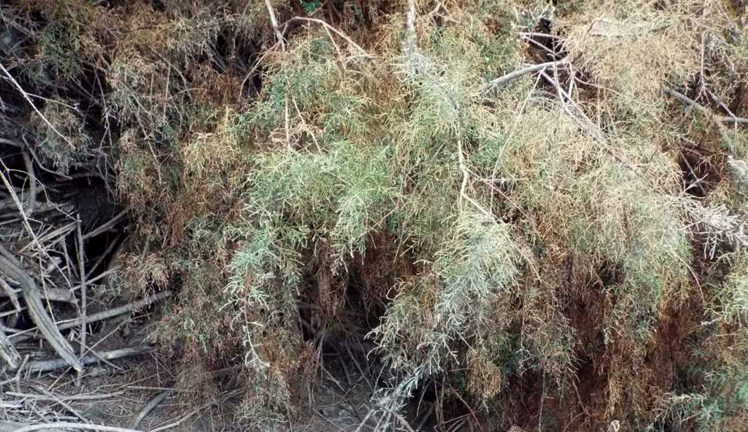 Da La Gomera (Canarie): Tamerici?  S, Tamarix canariensis
