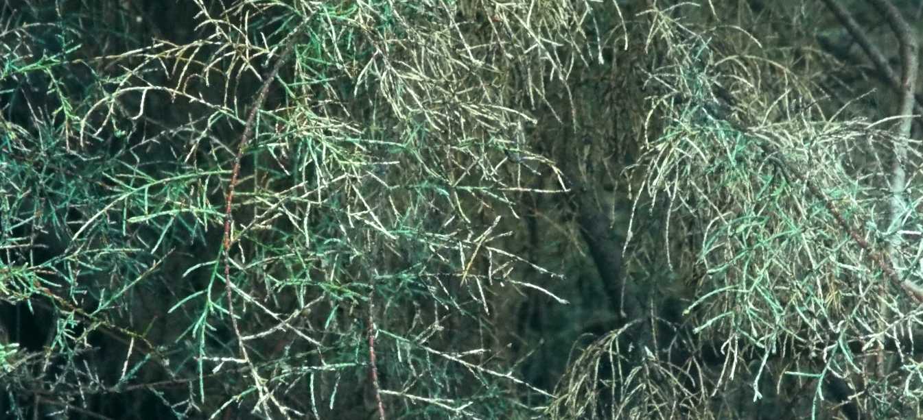 Da La Gomera (Canarie): Tamerici?  S, Tamarix canariensis