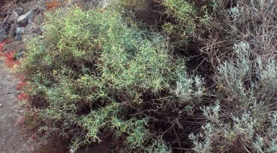 Da La Gomera (Canarie): Launaea arborescens (Asteraceae)